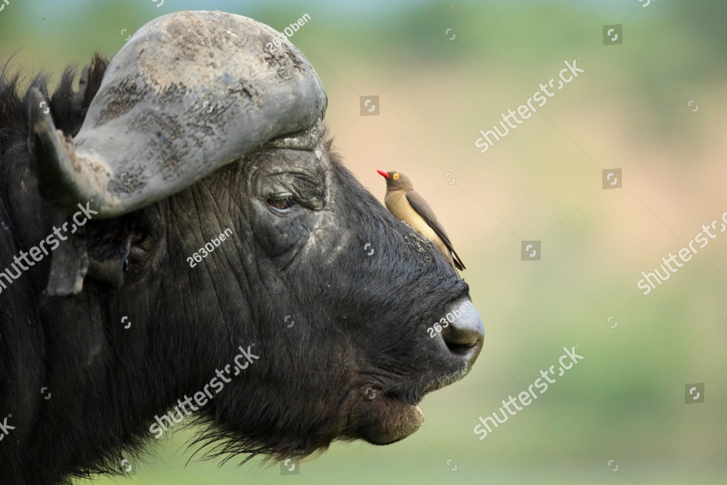 буйвол в профиль