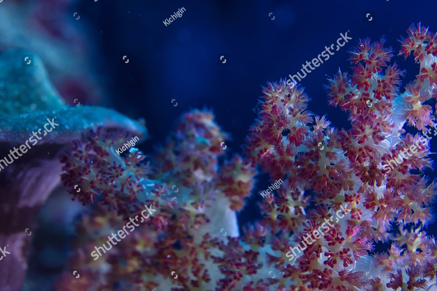 Морские водоросли