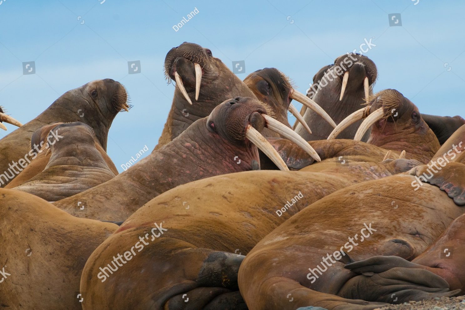 Моржи на отдыхе