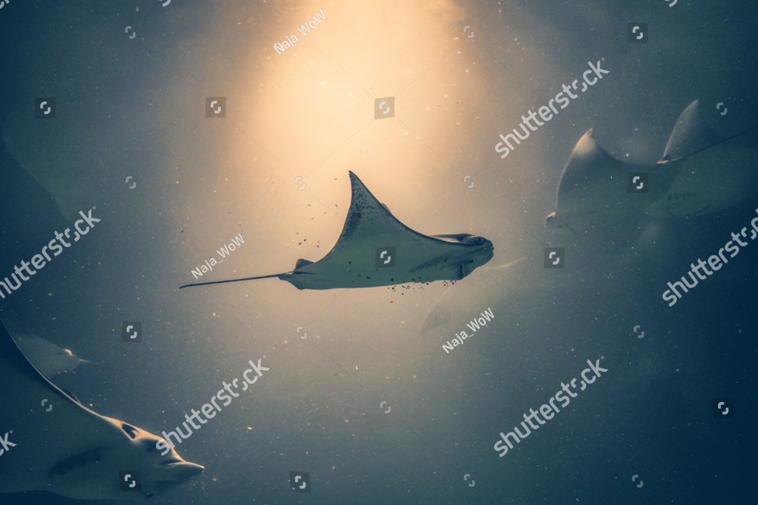 морские скаты