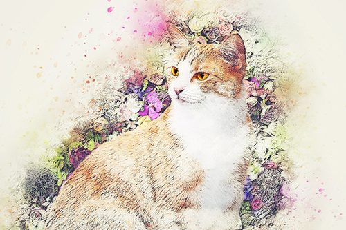 красивая кошечка 