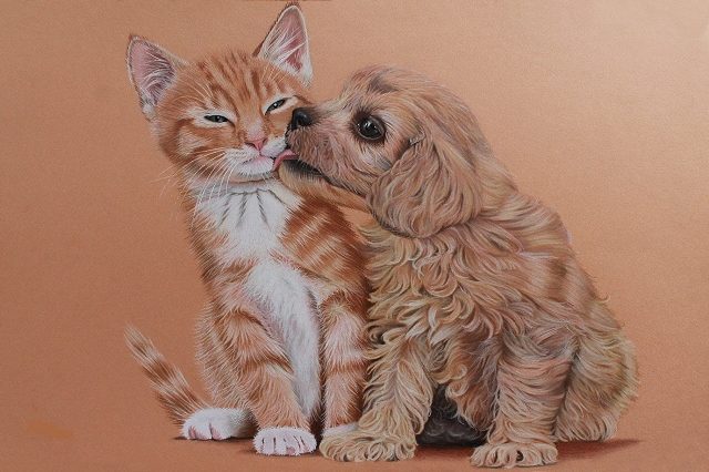 котик и собачка 