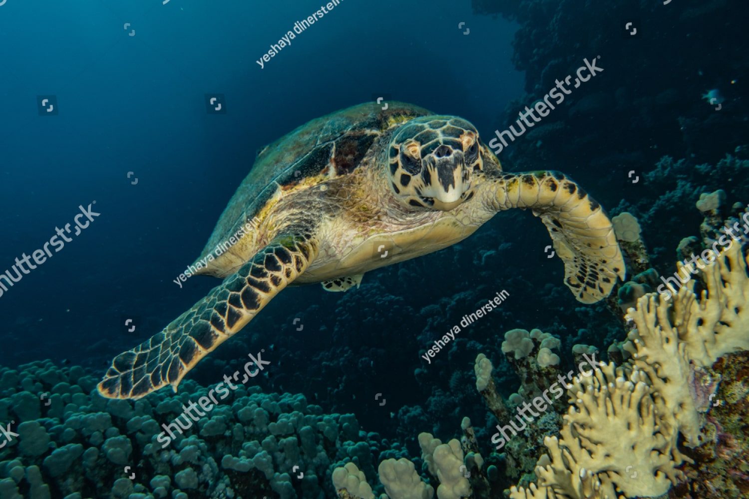 Большая морская черепаха