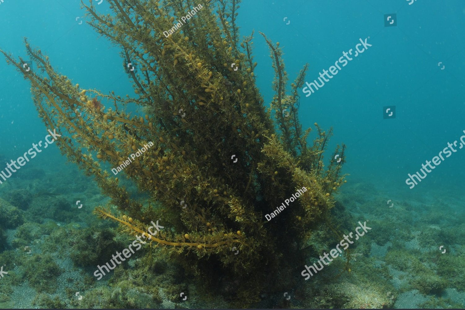 Морские водоросли