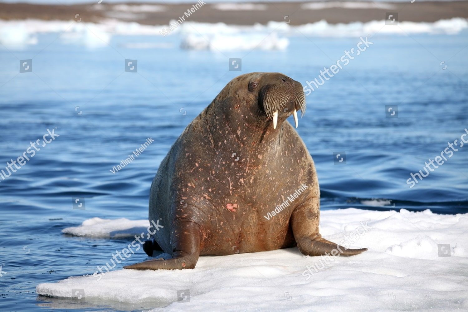 Одинокий морж на льдине