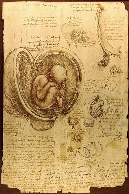 Эмбрион в утробе матери (1510-1513)