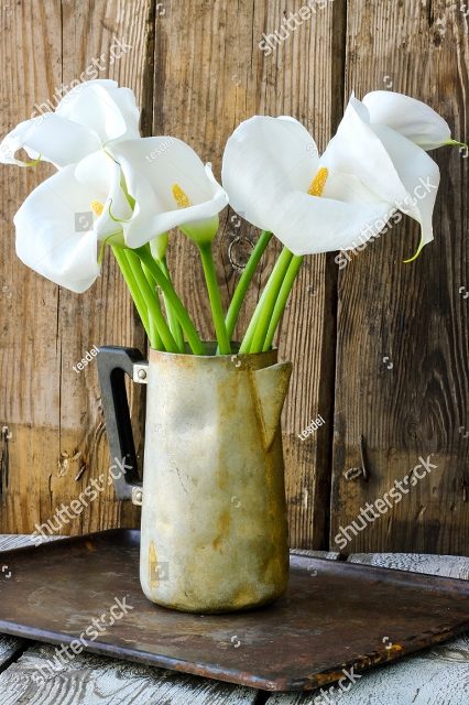Белые каллы в кувшине