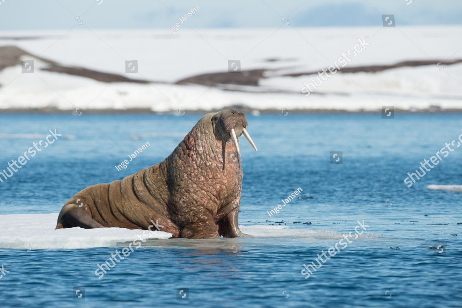 Одинокий морж
