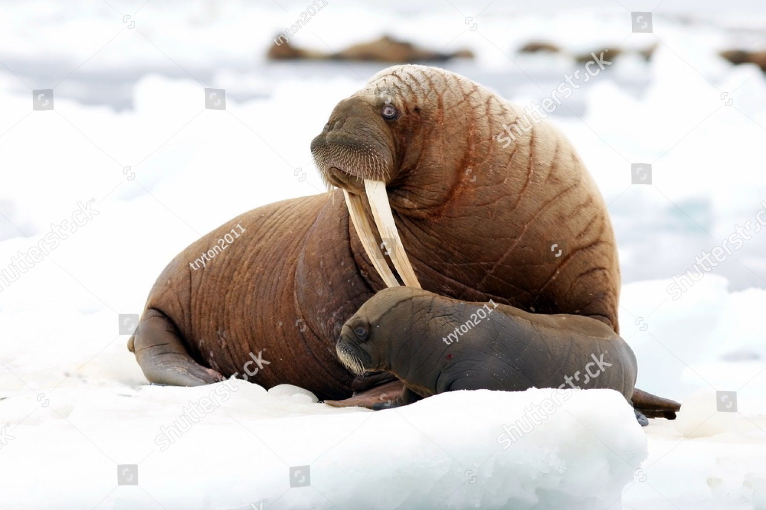 Семья моржей
