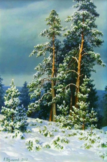 сосны в лесу 