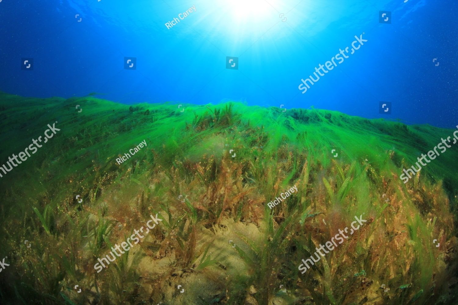 Морские водоросли