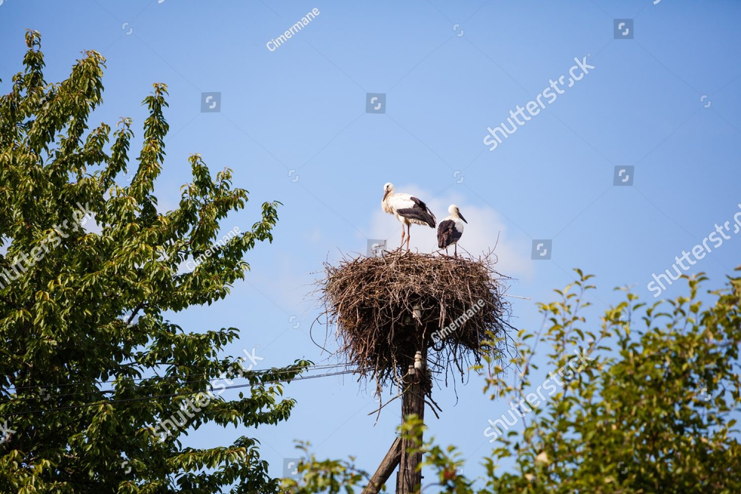 пара аистов в гнезде