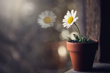 ромашка в вазончике
