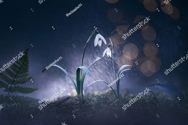 Ночные подснежники
